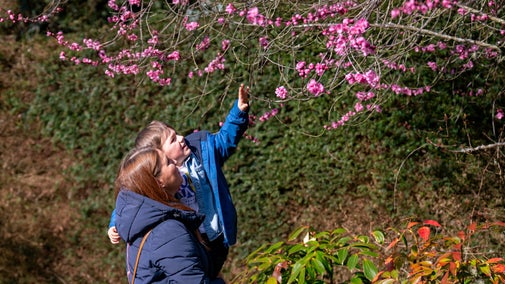 Mother and child looking at blossom in the Shamrock Garden